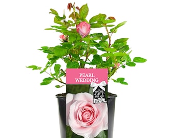 Pearl Wedding Rose - 30th Wedding Anniversary Gift - Help Celebrate a Special Couple's Pearl Wedding Anniversary with a Unique Living Plant