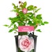 see more listings in the Gift Roses section