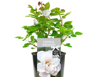 Crystal Wedding Rose - 15th Wedding Anniversary Gift - Live Rose Bush Plant