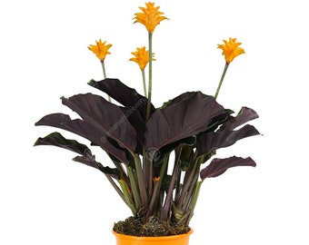 Plante d'intérieur décorative d'intérieur Calathea Crocata Eternal Flame Live dans un pot de 14 cm