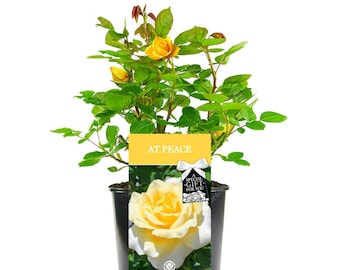 At Peace Rose - Memorial and Remembrance Gift - Live Rose Bush Plant