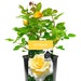 see more listings in the Gift Roses section