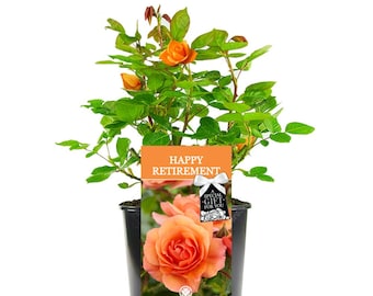 Happy Retirement Rose - Help Celebrate a Special Friend or Colleague Retire with a Unique Living Plant Gift