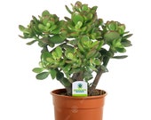 Crassula Ovata - 1 Plant - House Office Live Indoor Pot Money Penny Tree