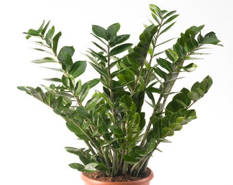 Zamioculca Zamiifolia Houseplant - Premium Indoor Potted House Plant In 13cm