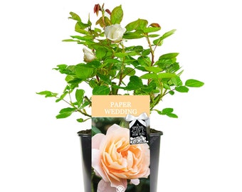 Rosa de boda de papel - 1er regalo de aniversario de bodas - Live Rose Bush Plant