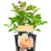 see more listings in the Gift Roses section