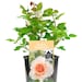 see more listings in the Gift Roses section