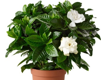 Gardenia Jasminoides Cape Jasmine Evergreen Shrub Healthy Plant In 9cm Pot