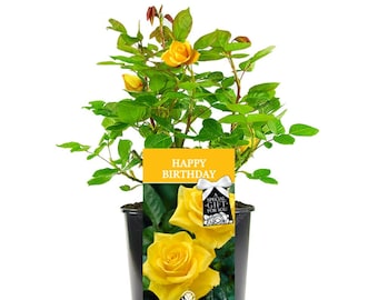 Happy Birthday Rose - Celebrate Someone Special's Birthday with a Unique Living Plant Gift