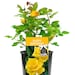 see more listings in the Geschenk Rosen section