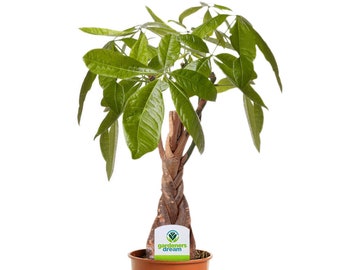 House Ficus Dark Green Kinky Stem Office Live Indoor Tree 12cm Pot 1 Plant