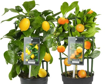 Combo de limón y naranjo, plantas de interior frescas y vivas de cítricos en macetas de 12 cm