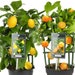 see more listings in the Indoor Plants section