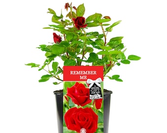 Remember Me Rose - Say Goodbye to Someone Special with a Unique Living Plant Gift