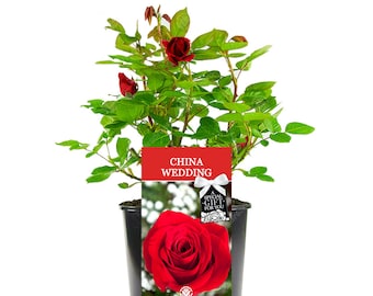 Rose de mariage en Chine - Cadeau pour 20e anniversaire de mariage - Célébrez l'anniversaire de mariage d'un couple spécial avec une plante vivante unique