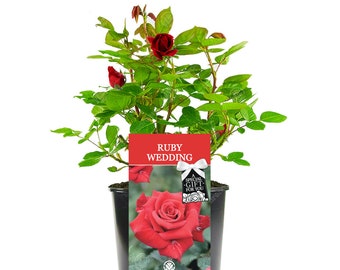 Ruby Wedding Rose - 40th Wedding Anniversary Gift - Help Celebrate a Special Couple's Ruby Wedding Anniversary with a Unique Living Plant