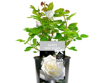 Happy New Home Rose - Housewarming New House Gift - Celebrate a New Home, First House, Big Move with a Unique Living Plant Gift