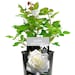 see more listings in the Gift Roses section