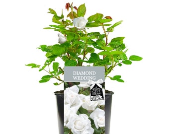 Diamond Wedding Rose - 60th Wedding Anniversary Gift - Help Celebrate a Special Couple's Diamond Wedding Anniversary with a Living Plant