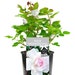 see more listings in the Gift Roses section