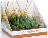 Aloe Vera Mix - House Office Live Indoor Pot Plant - Ideal Gift