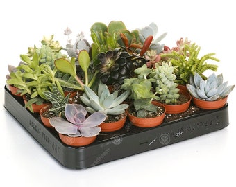 Succulent Mix - House / Office Live Indoor Pot Plant - Ideal Gift