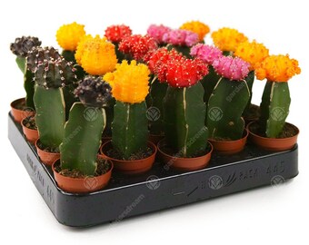 Disco Cactus Mix House / Office Indoor Plant Ideal Wedding Favour Gift