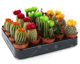 Mini Disco Cactus Mix - House / Office Indoor Plant Ideal Wedding Favour Gift w/ (Artificial Tops)