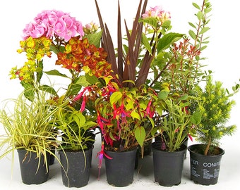 5 x Mixed Garden Plants - High Quality Established Plants in Pots UK Grown
