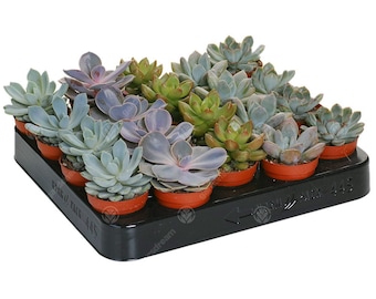 Echeveria Mix - House / Office Live Indoor Pot Plant - Ideal Gift