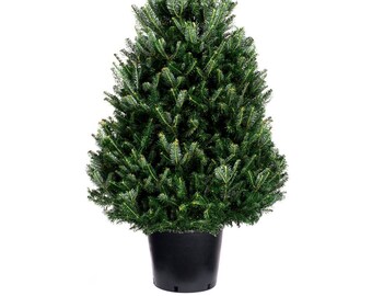 Fougère D'intérieur Pteris Evergremiensis - 25-35cm - Plante Purificatrice - Pour Salle De Bain