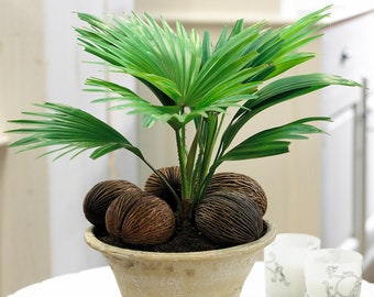 Tropical Gift Plant for Home or Office - Livistona Palm Indoor Houseplant 12cm