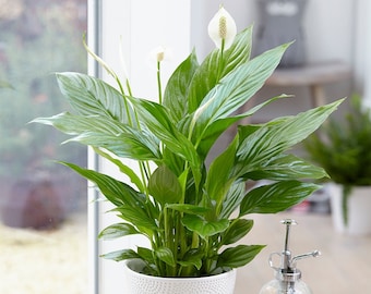 Spathiphyllum 'Peace Lily' Indoor Plants - 1 x Potted Lily House Plant 9cm Pot