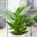 see more listings in the Indoor Plants section