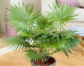 Decorative Indoor Plant 'Livistona Tropical Palm' Ideal Giftplant in 12cm Pot
