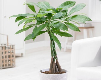 Pachira Aquatica Plant - Braided Stem Ideal Office House Decorative Tree 12cm