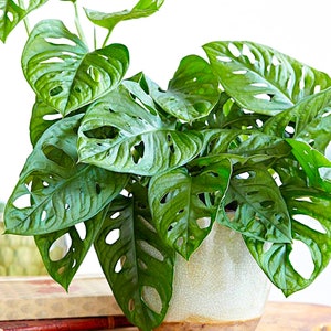 May include: A green Monstera adansonii plant with large, perforated leaves in a white ceramic pot. The plant is sitting on a wooden surface.