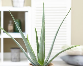 1 x Aloe Vera Barbadensis Miller Live Indoor Plant Gift
