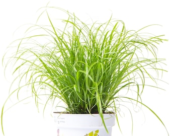 Cyperus Zumula - Cat Grass | Cat Friendly Indoor House Plant (20-30cm Incl Pot)
