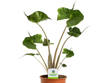 Alocasia Stingray Elephant Ear Plant for Home or Office | Rare Indoor Plant