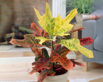 Codiaeum variegatum Excellent | Vibrant Josephs Coat Houseplant | 35-45cm in Pot