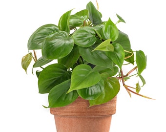 Philodendron scandens | Climbing Sweetheart Plant with Hanging Basket (15cm)