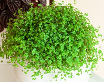 1 x Soleirolia soleirolii Helxine Green for Sale | Home or Office Indoor Plant