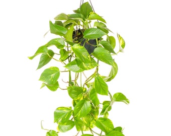 Epipremnum Aureum - Devil's Ivy | Indoor Home Office 15cm Hanging Plant