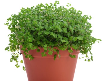 Soleirolia Helxine Green Indoor Plant for Sale | Ideal 20-30cm Potted Houseplant