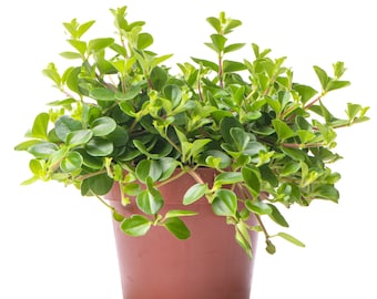 Peperomia rotundifolia - Trailing Jade | Indoor Home Office Plant 10-15cm in Pot