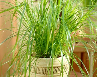 Cyperus alternifolius Zumula | Cat Friendly Potted House Plant (20-30cm in Pot)
