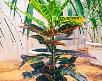 1 x Codiaeum variegatum Excellent for Sale | Home or Office Indoor Potted Plant