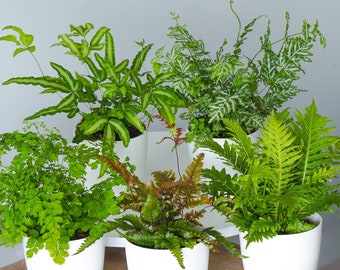 Fern Indoor House Plant Collection | 3 Potted Plants Perfect for Home or Office